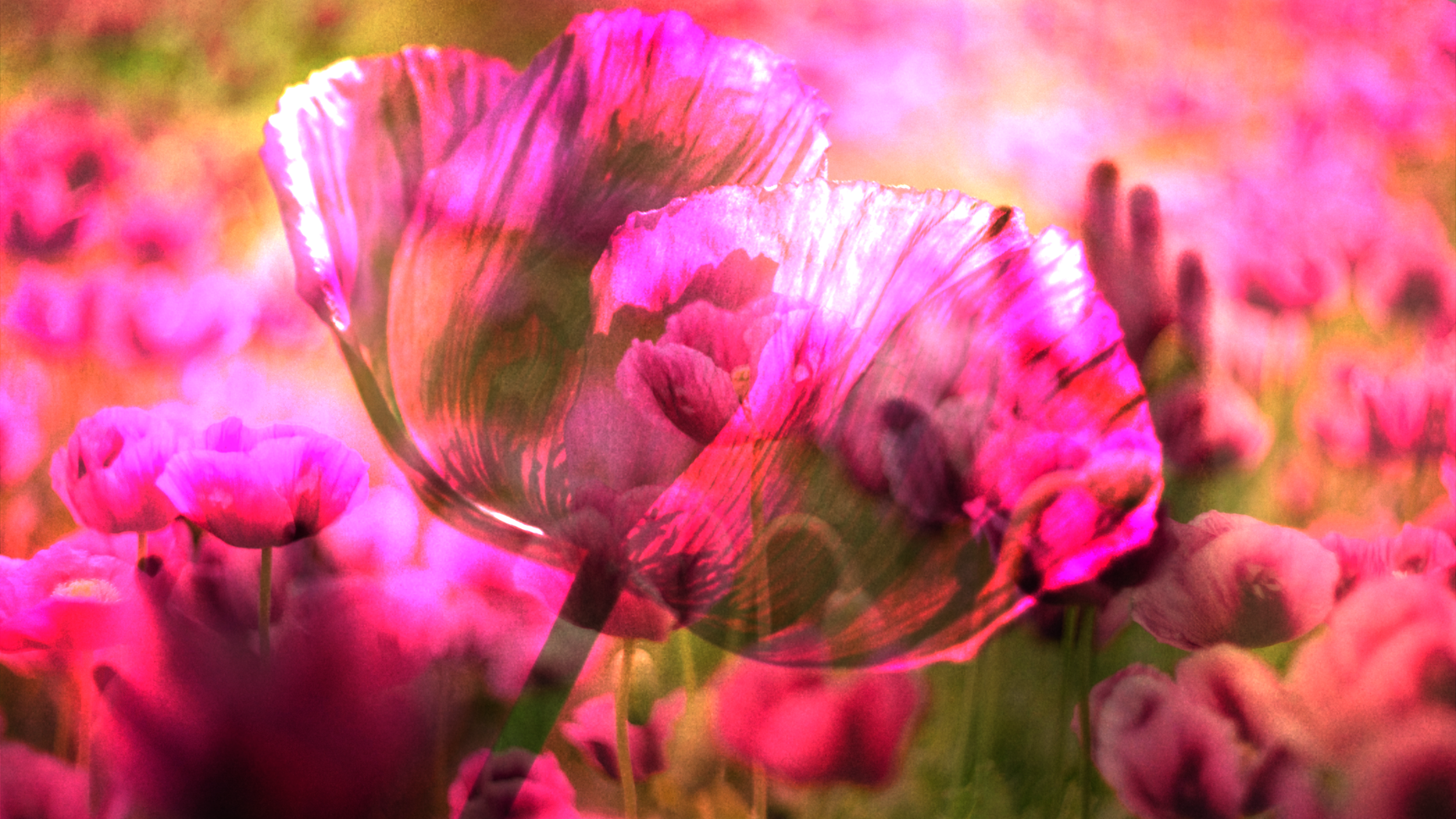 "OPIUM FOR THE SOUL"